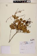 Myrcia blanchetiana image
