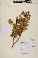 Myrcia blanchetiana image