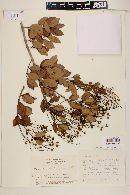 Myrcia blanchetiana image