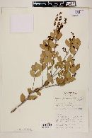 Myrcia blanchetiana image