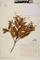 Myrcia blanchetiana image