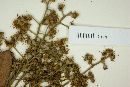 Myrcia blanchetiana image