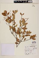 Myrcia blanchetiana image