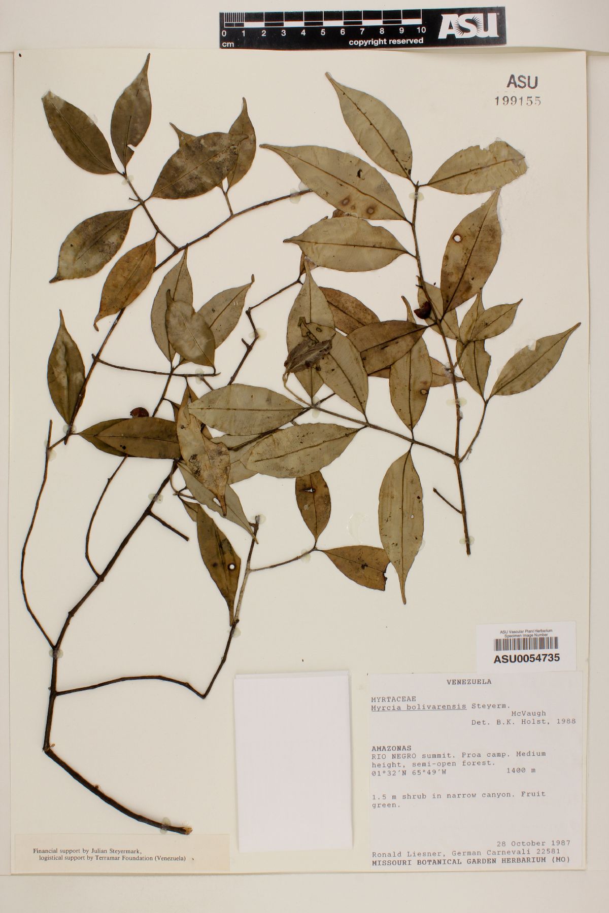 Myrcia bolivarensis image
