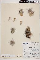 Corynopuntia moelleri image