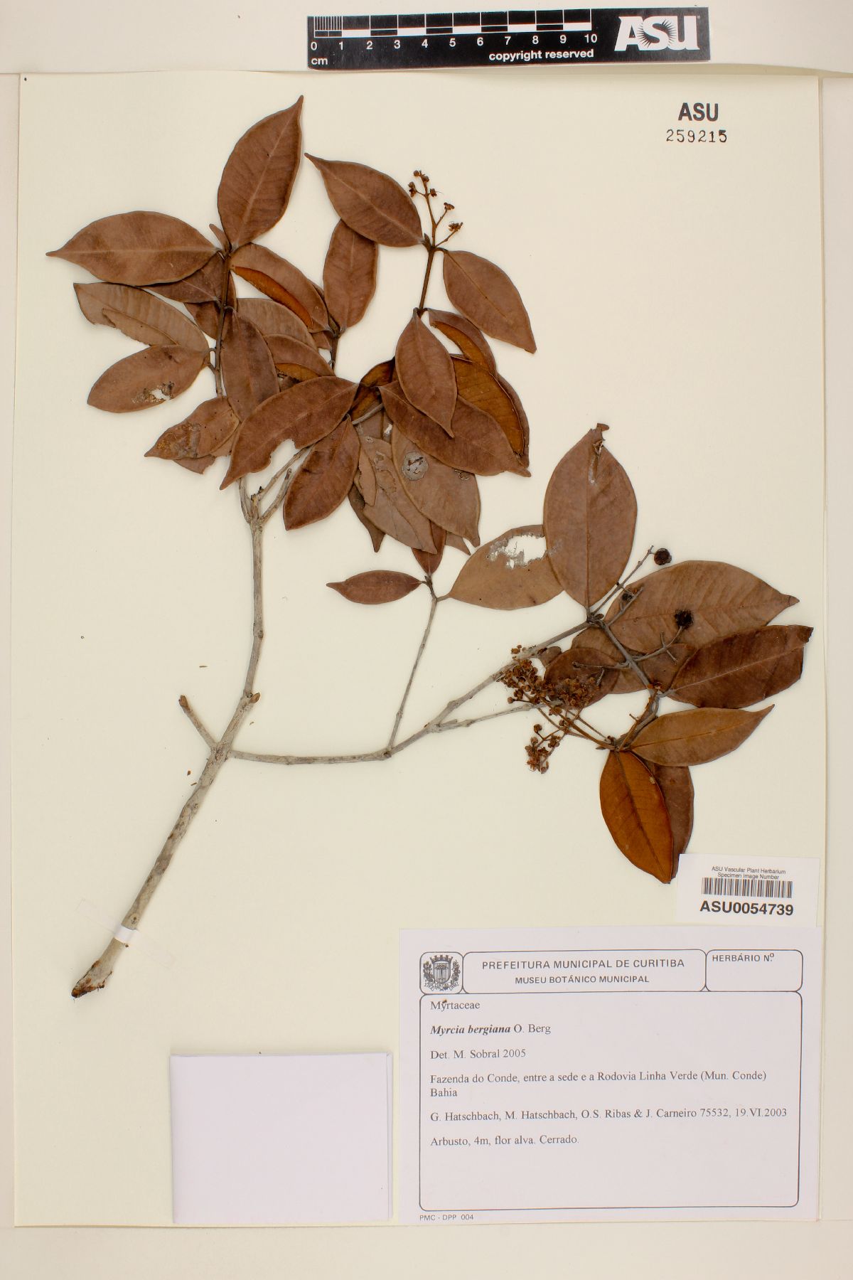 Myrcia bergiana image