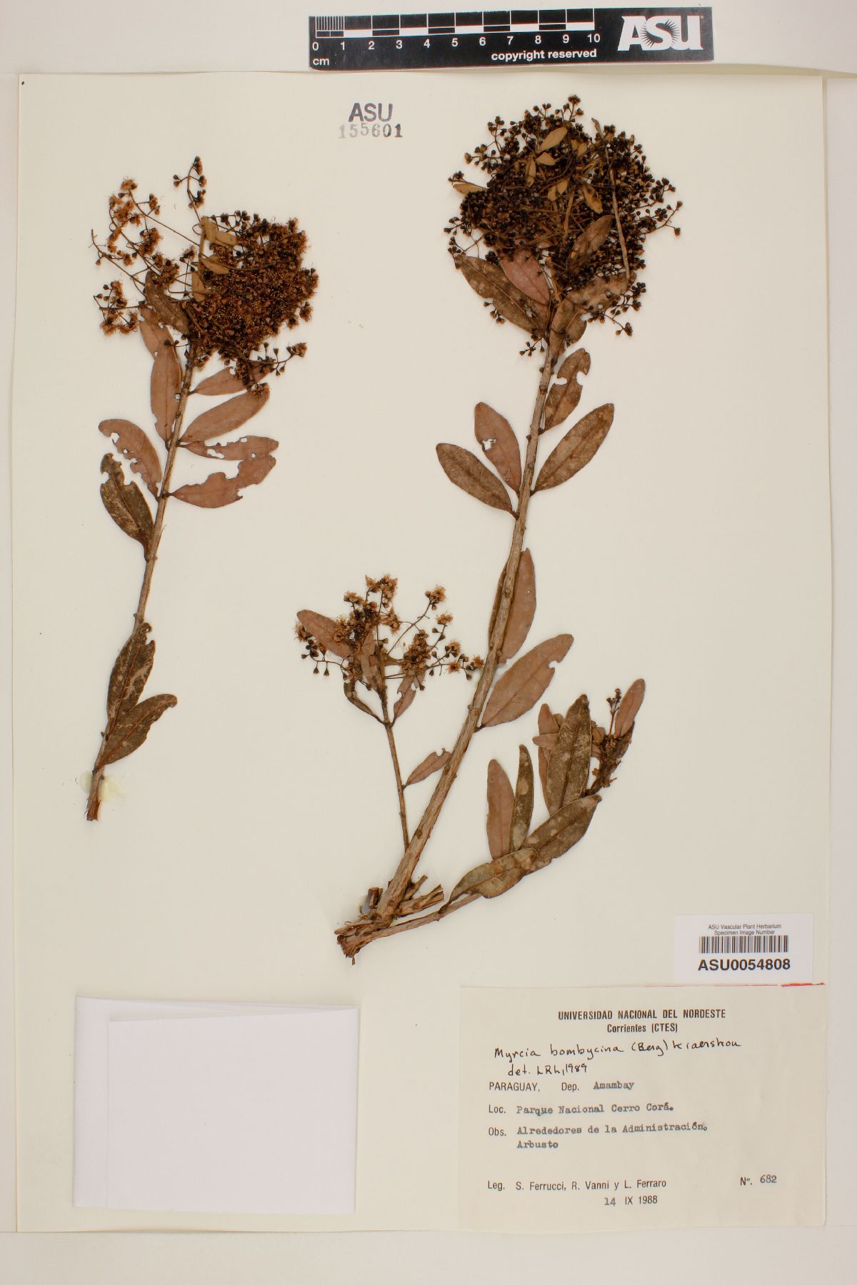 Myrcia bombycina image