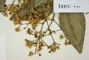 Myrcia bombycina image