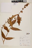 Myrcia bracteata image