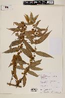 Myrcia bracteata image