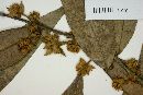 Myrcia bracteata image