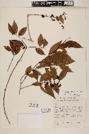 Myrcia bracteata image