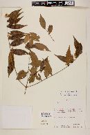Myrcia bracteata image