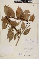 Myrcia bracteata image
