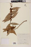 Myrcia bracteata image