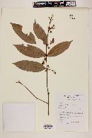 Myrcia bracteata image
