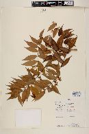 Myrcia bracteata image
