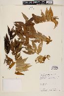 Myrcia bracteata image