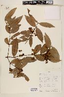 Myrcia bracteata image