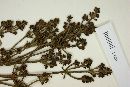Myrcia breviramis image