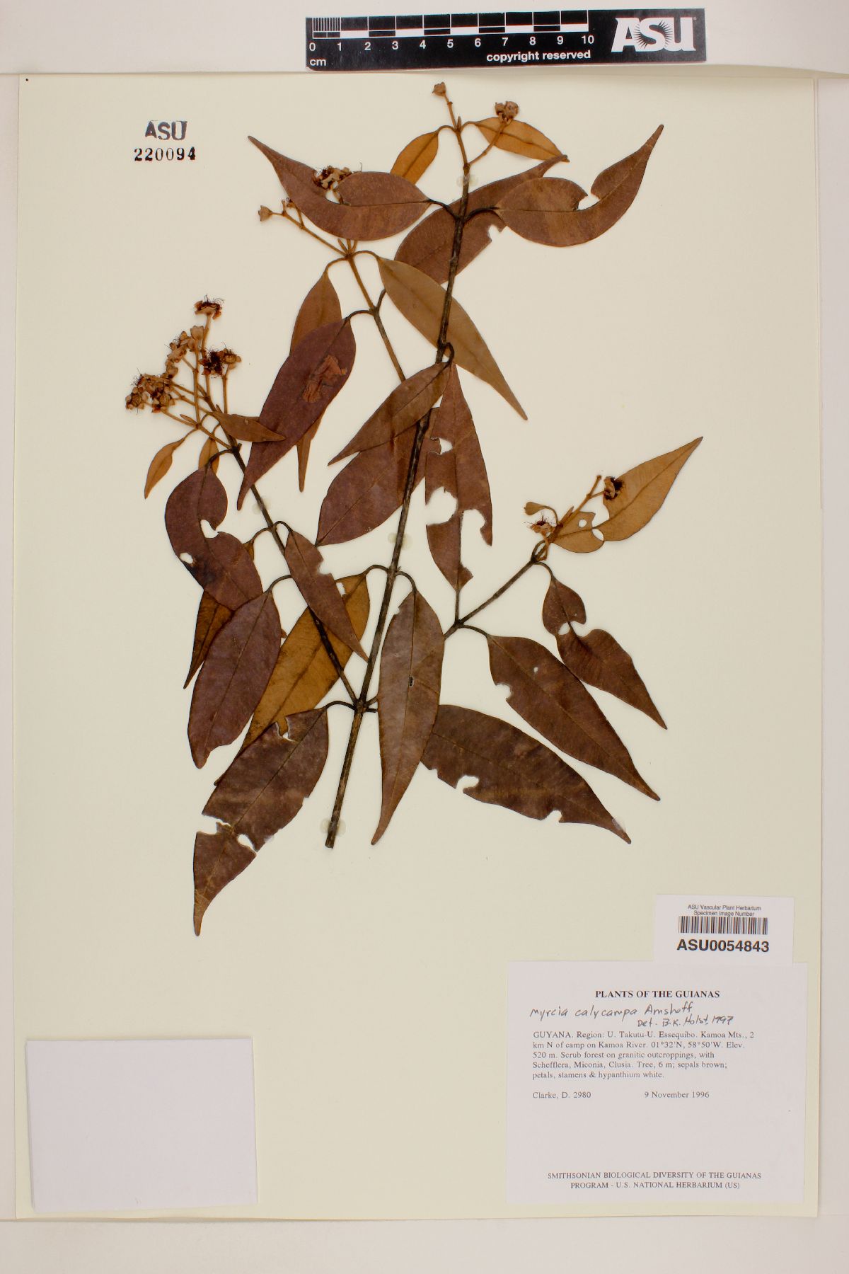 Myrcia calycampa image