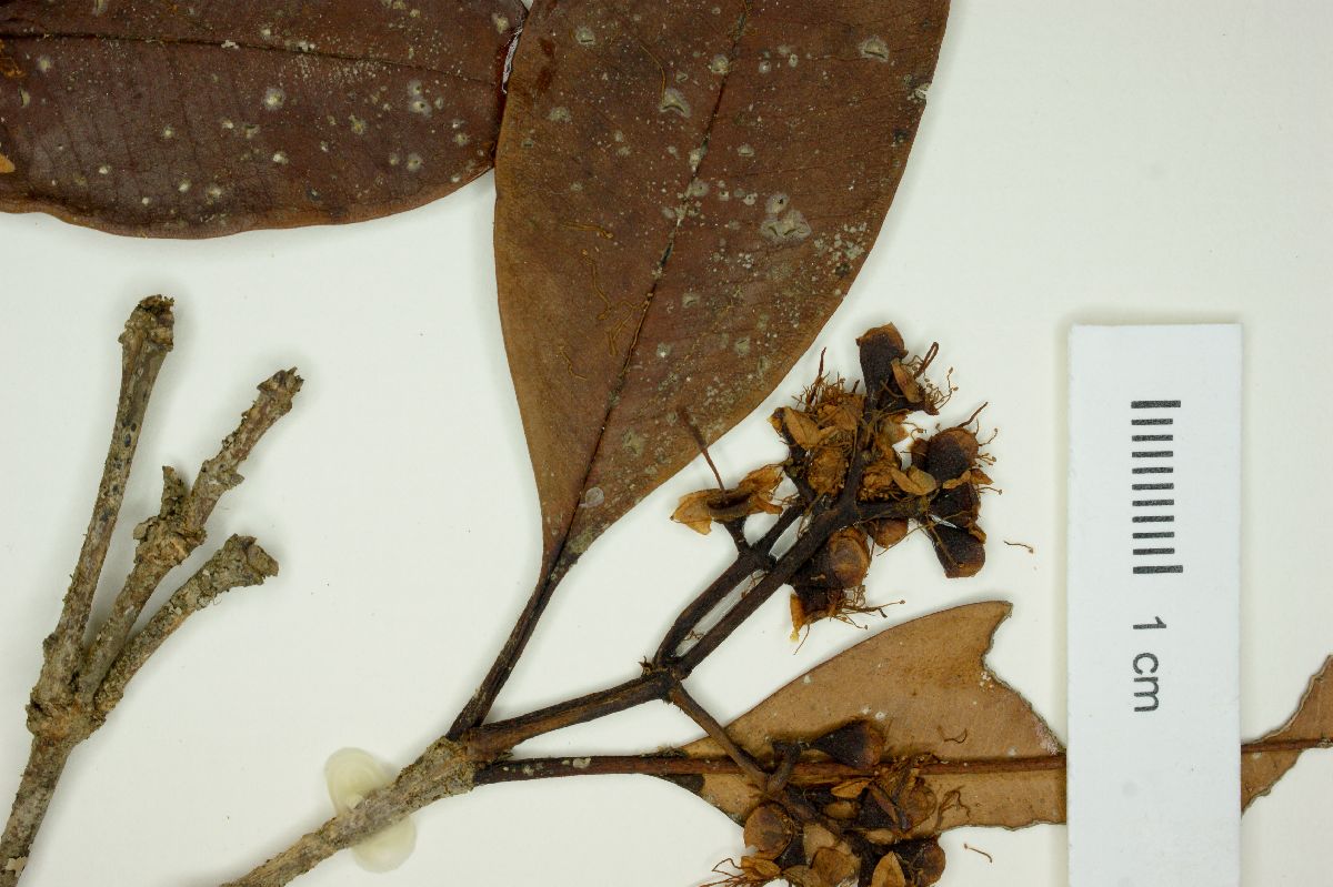 Myrcia calyptranthoides image