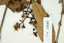 Myrcia calyptranthoides image