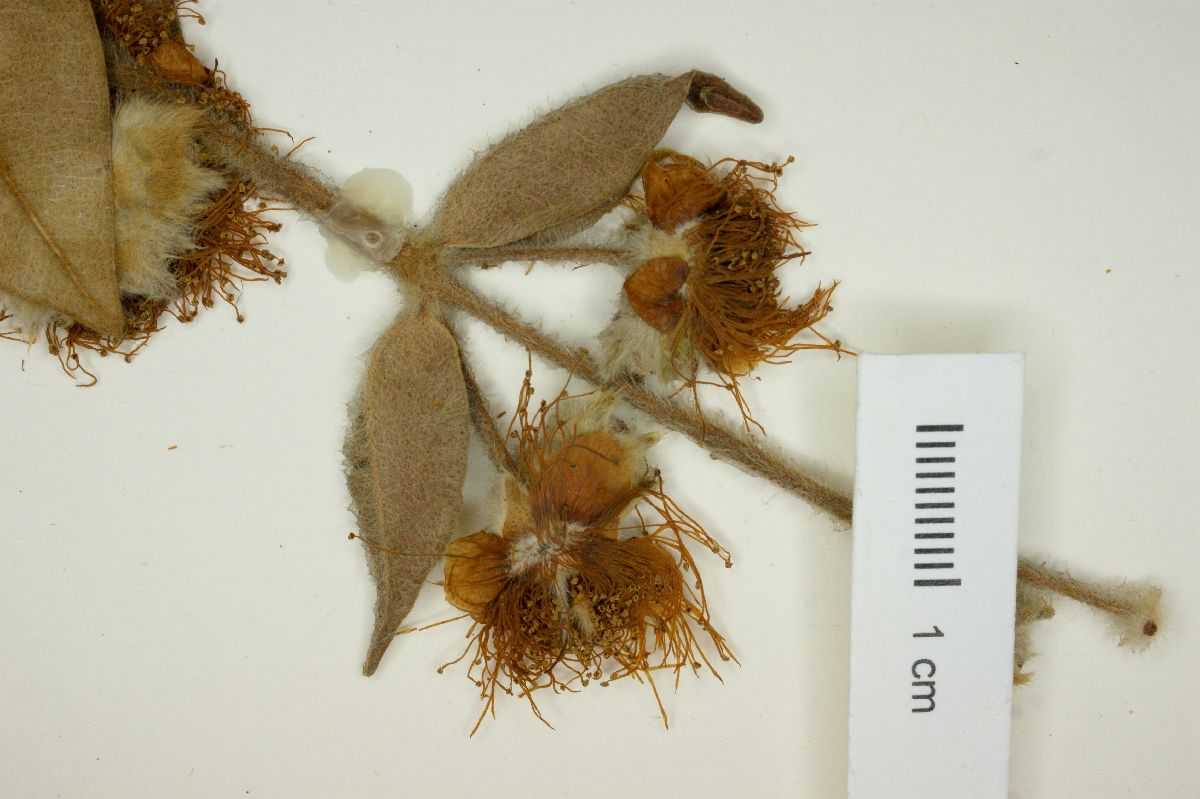 Myrcia canescens image