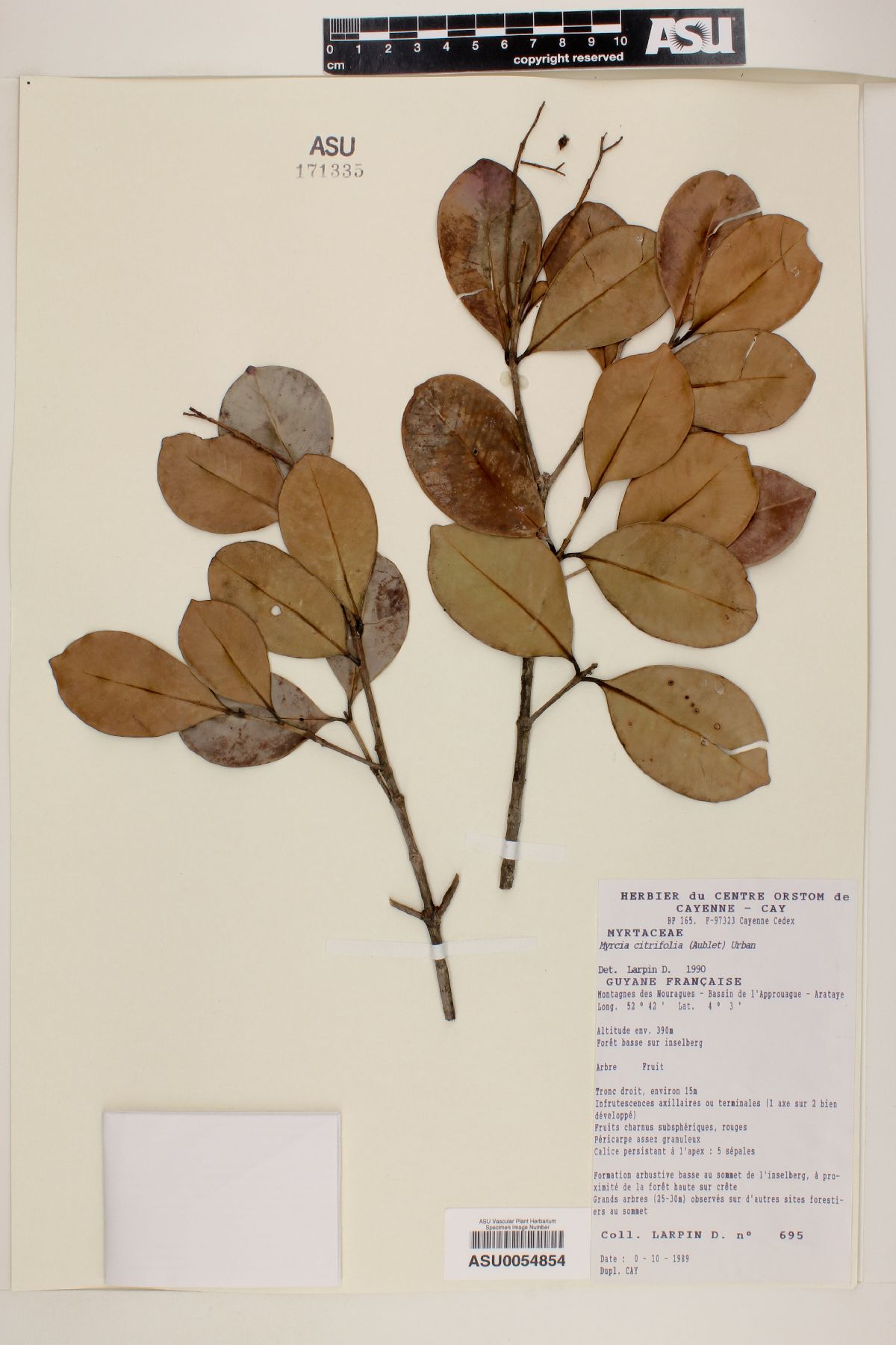 Myrcia citrifolia image