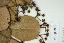 Myrcia clusiifolia image
