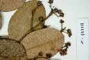 Myrcia clusiifolia image