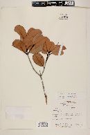 Myrcia clusiifolia image