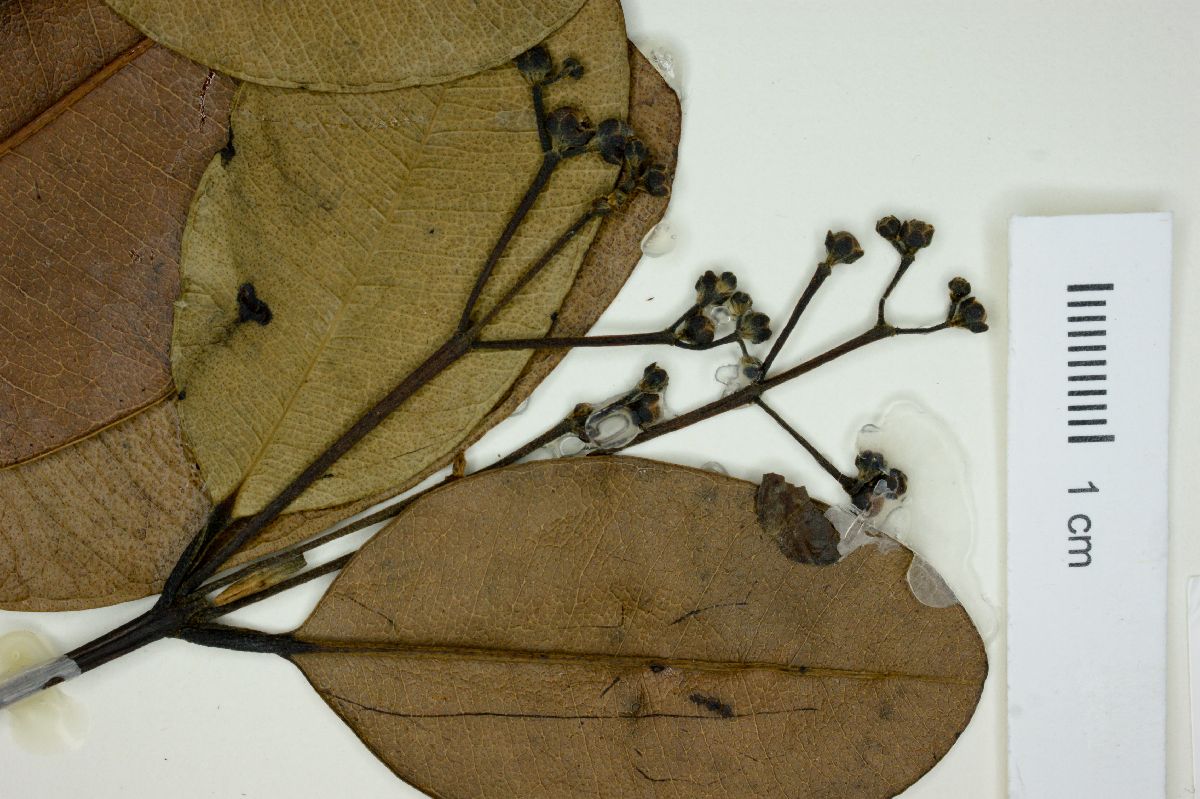 Myrcia clusiifolia image