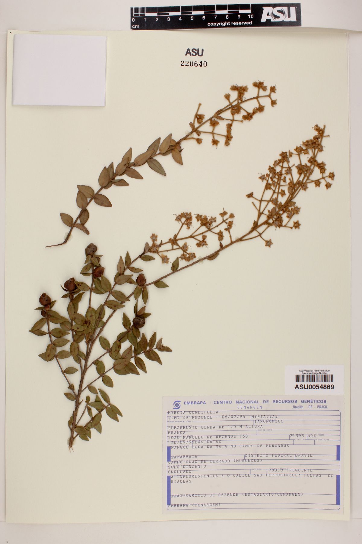 Myrcia cordifolia image