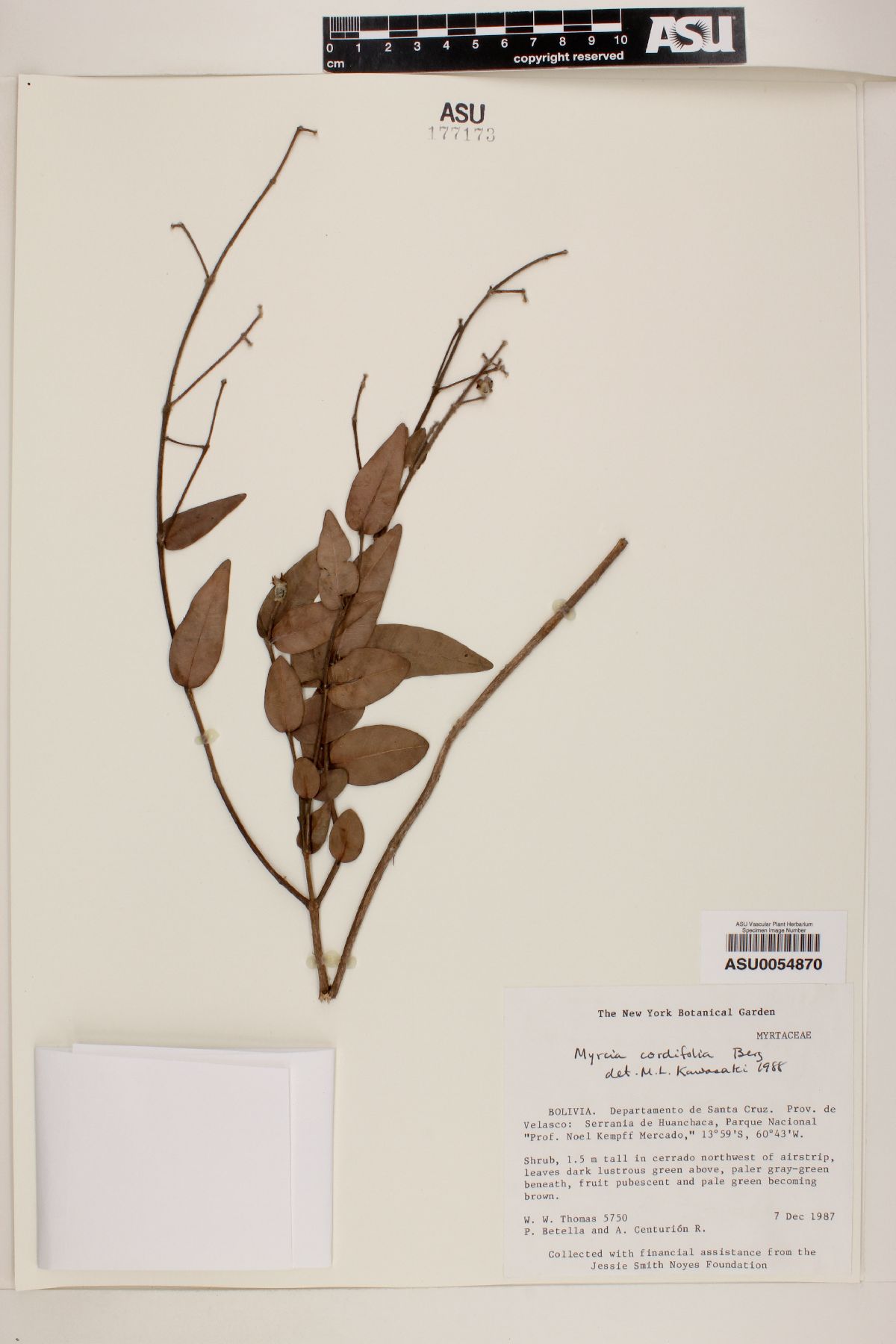 Myrcia cordifolia image