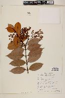 Myrcia cuprea image