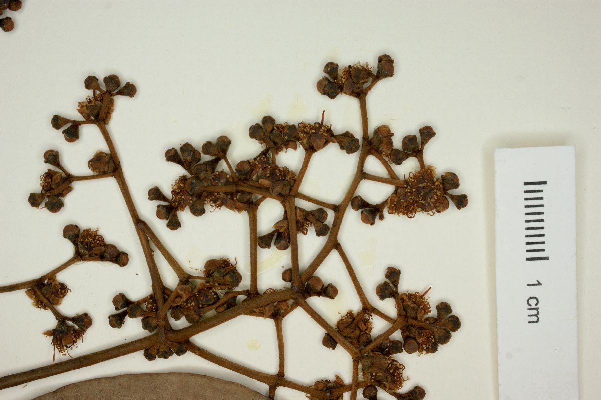 Myrcia cuprea image