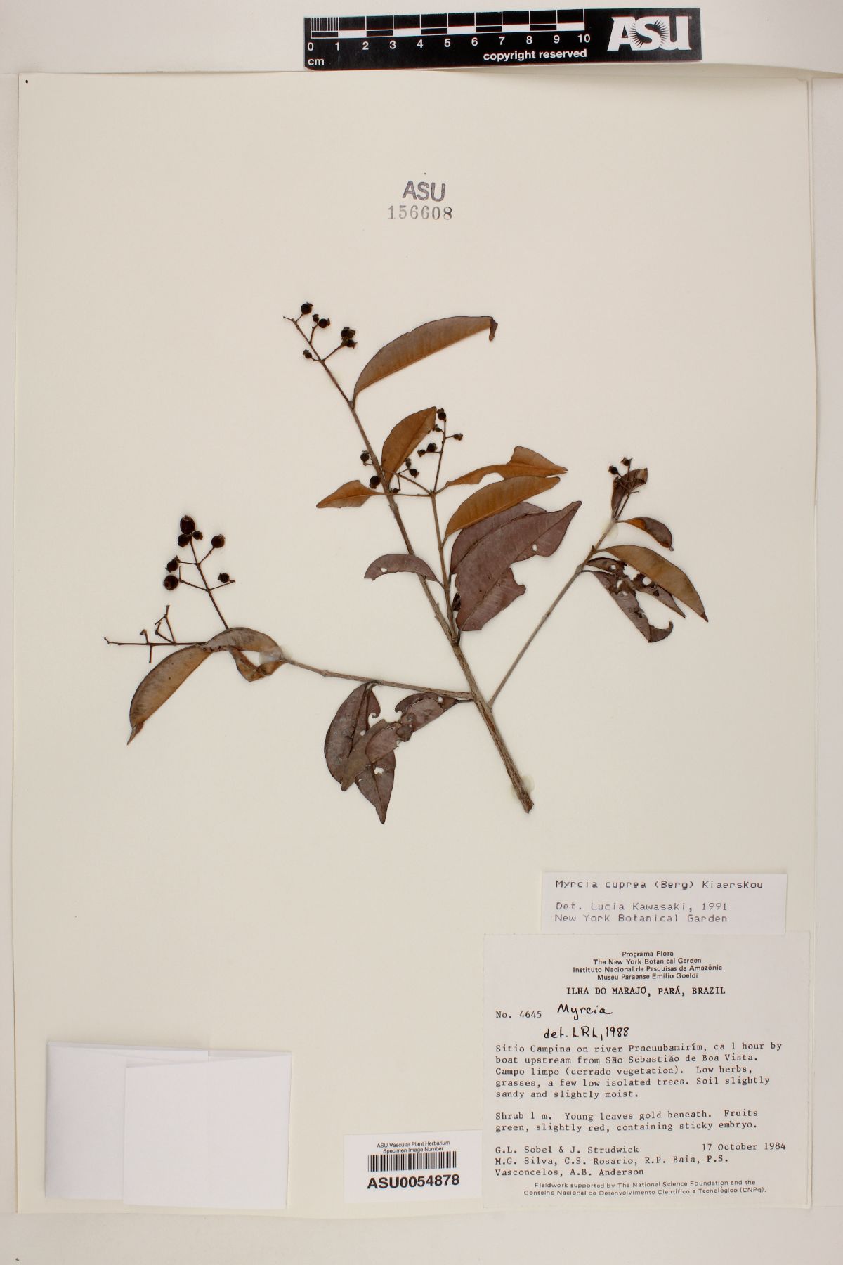Myrcia cuprea image