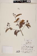 Myrcia cuprea image