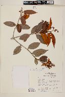 Myrcia cuprea image