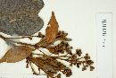 Myrcia cuprea image
