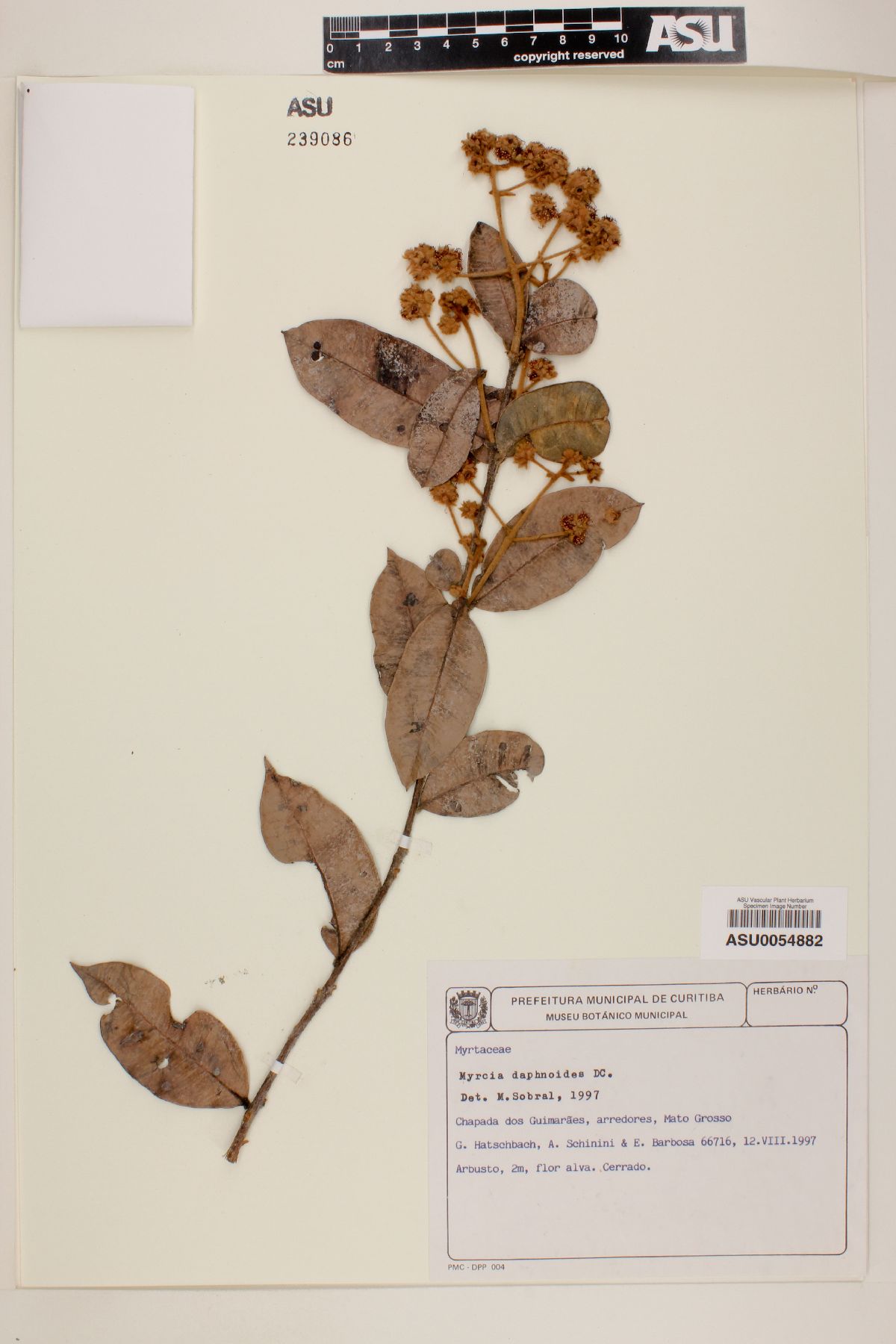 Myrcia daphnoides image