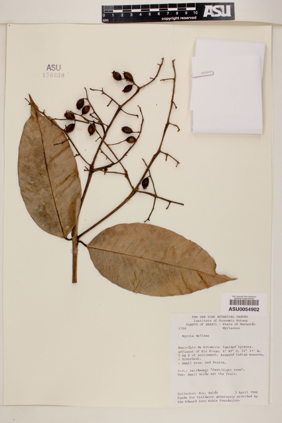 Myrcia deflexa image