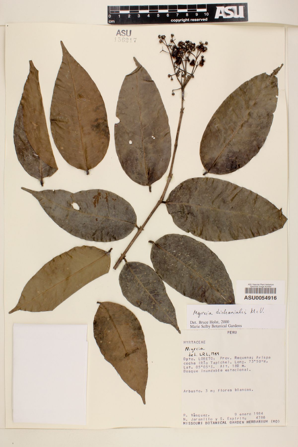 Myrcia dichasialis image