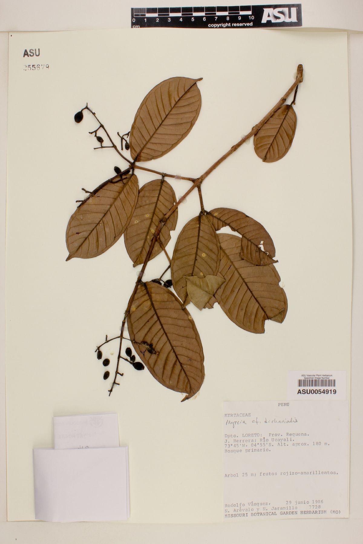 Myrcia dichasialis image