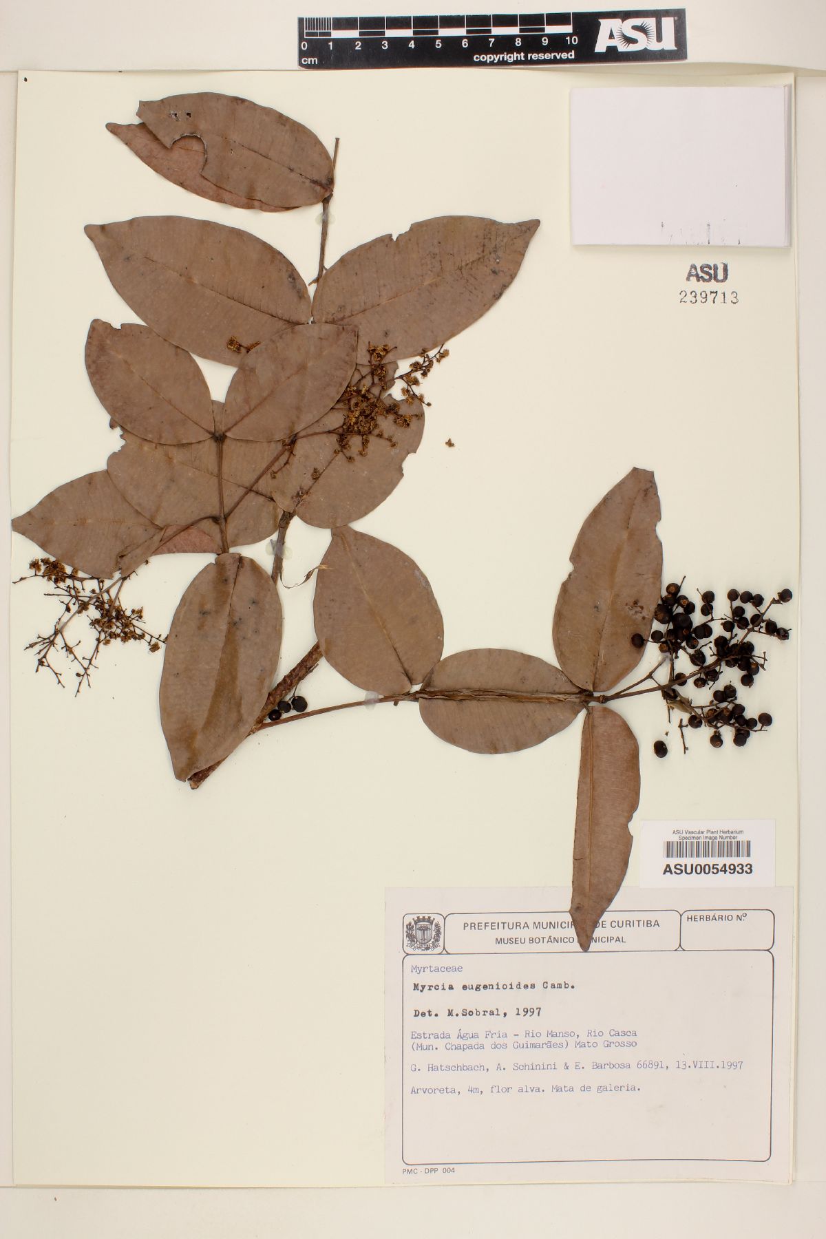 Myrcia eugenioides image