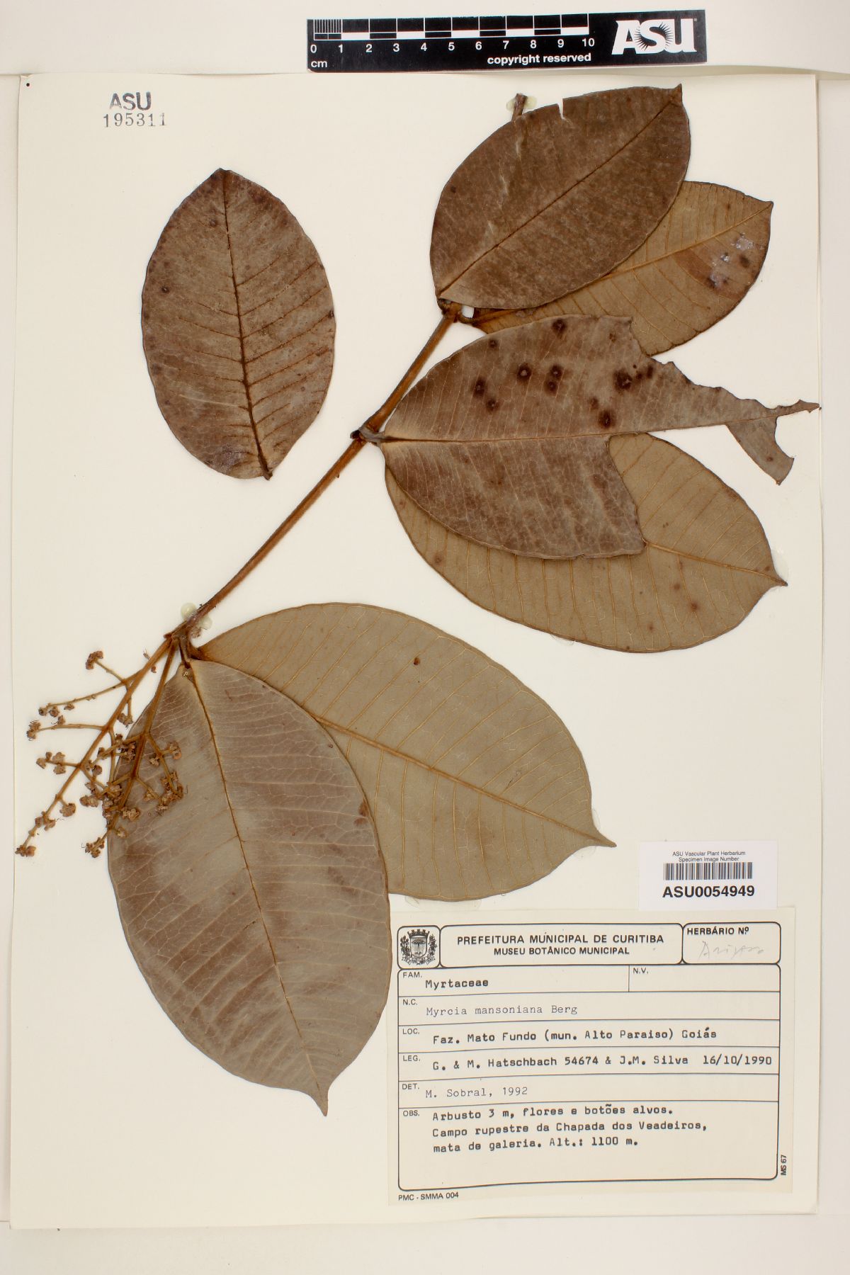 Myrcia mansoniana image