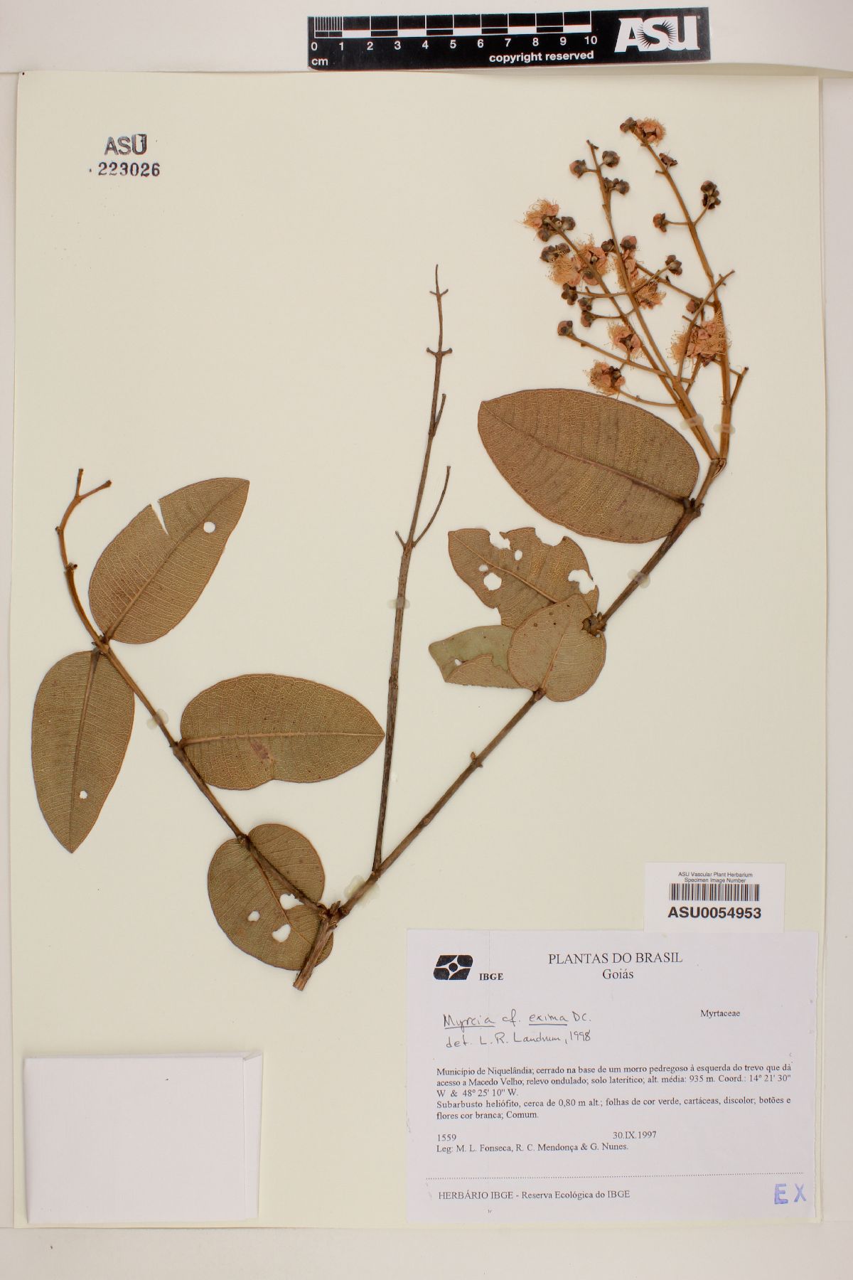 Myrcia eximia image