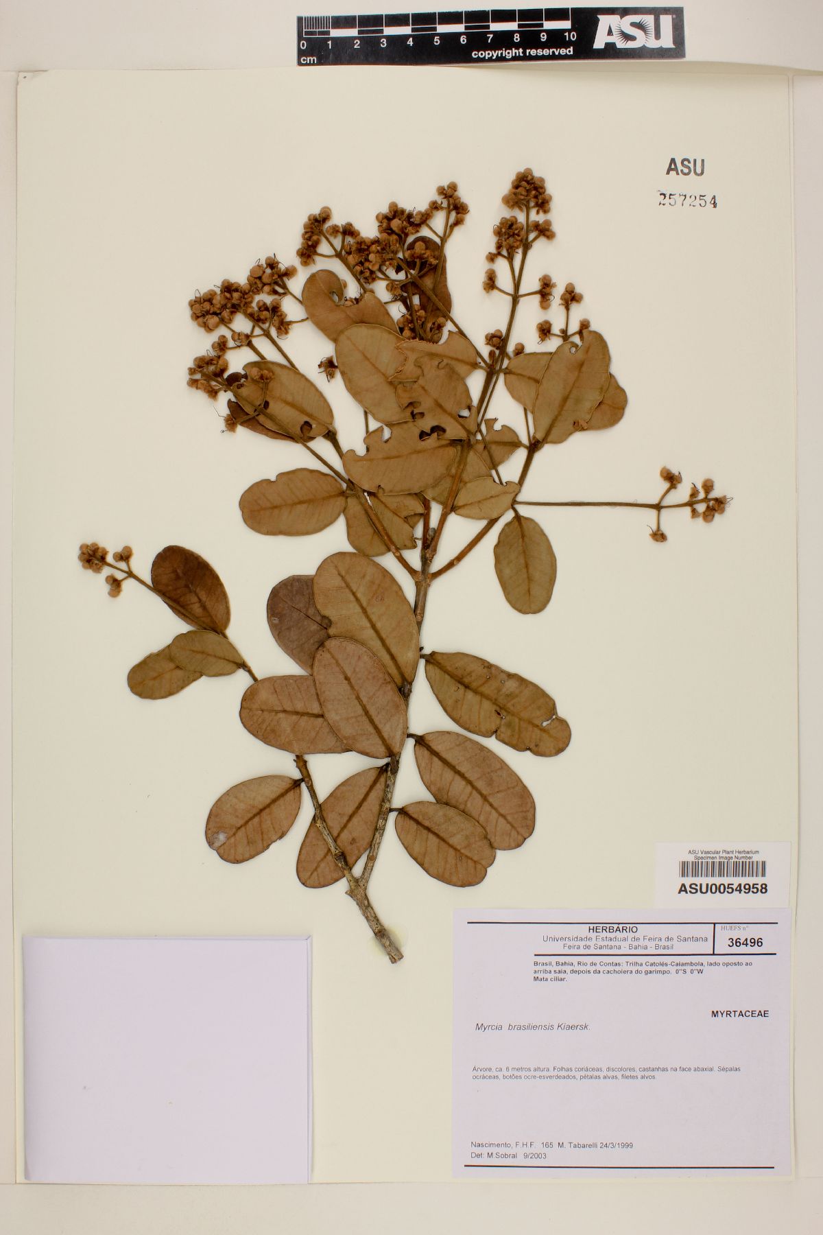 Myrcia brasiliensis image
