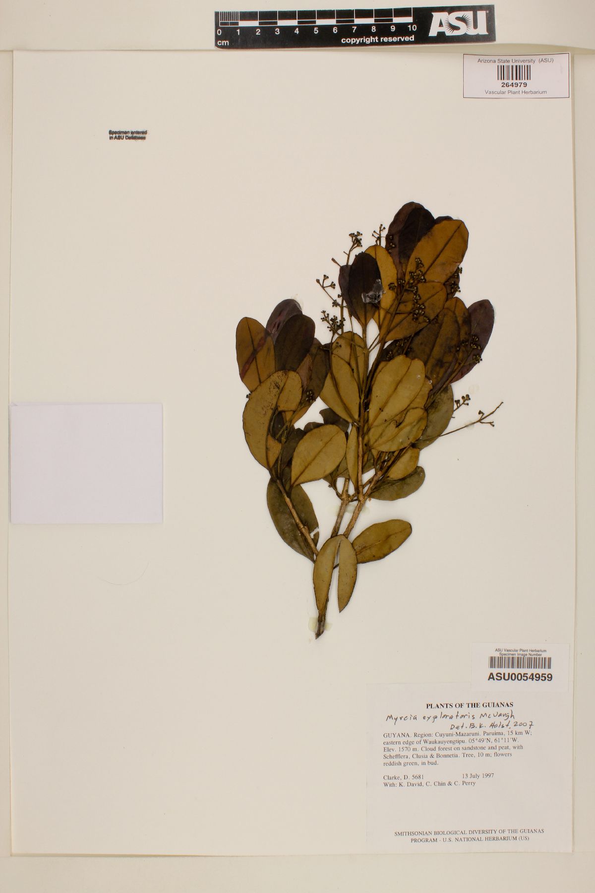 Myrcia exploratoris image
